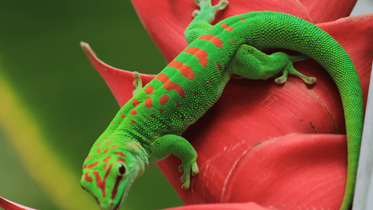 Gecko dans la maison signification