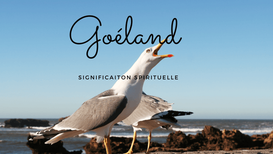 Goéland signification spirituelle