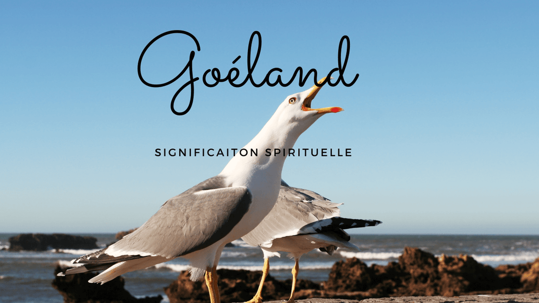 Goéland signification spirituelle
