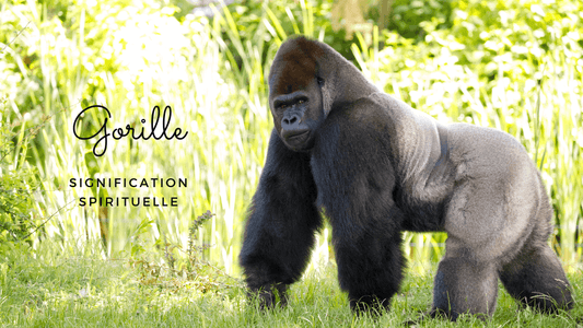 Gorille signification spirituelle
