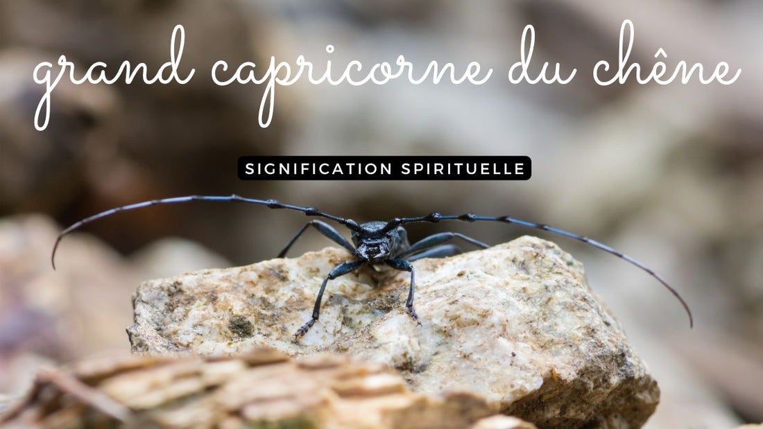 Grand capricorne du chêne: quelle signification spirituelle?