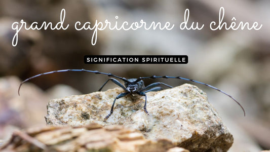 Grand capricorne du chêne: quelle signification spirituelle?