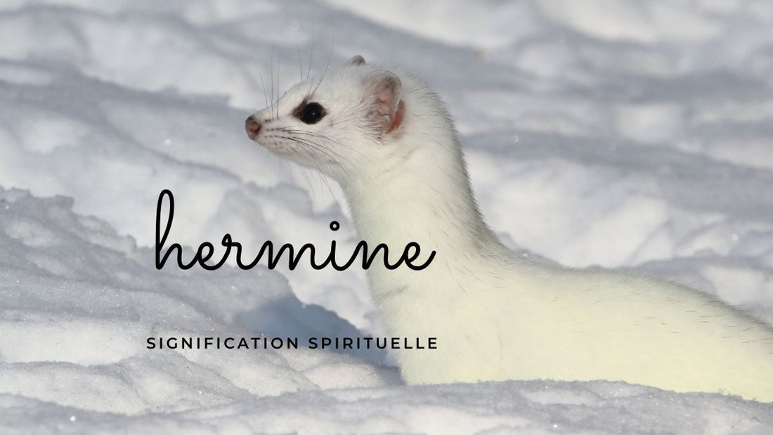 Hermine signification spirituelle