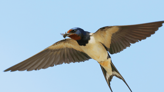 Hirondelle dans la maison signification