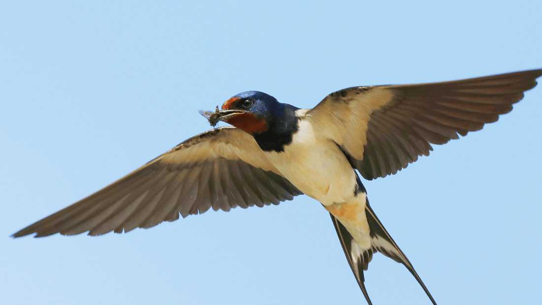Signification D Un Oiseau Qui Entre Dans La Maison Ventana Blog