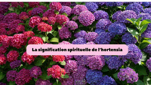 Hortensia : signification spirituelle, rêve et symbolique