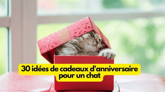 30 idées de cadeaux d'anniversaire pour un chat