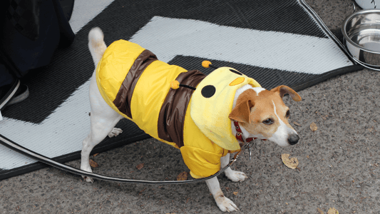 Aujourd'hui, c'est la journée nationale pour habiller votre animal de compagnie!