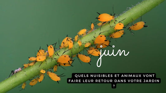 Juin: quels nuisibles et animaux vont faire leur retour dans votre jardin ?
