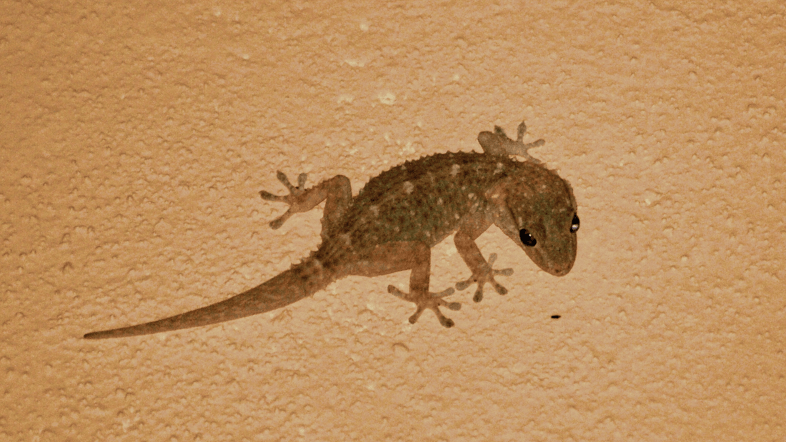 Lézard dans la maison signification spirituelle