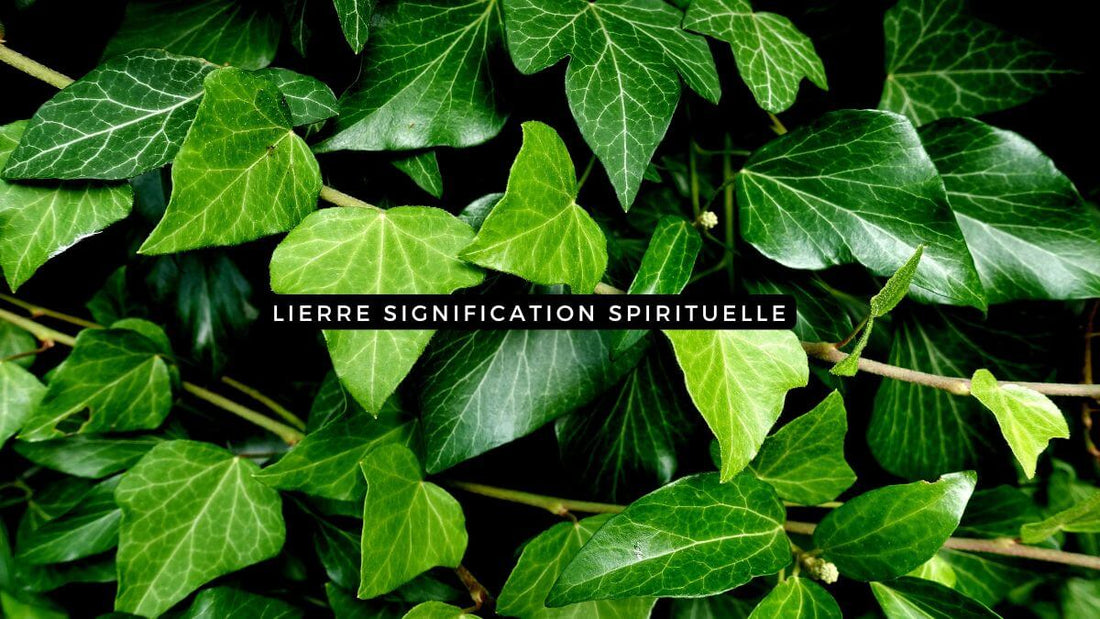 Lierre signification spirituelle