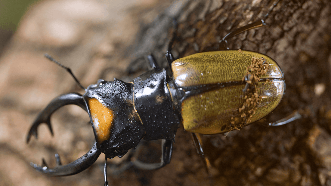 Lucane cerf-volant signification spirituelle