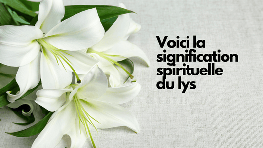 Voici la signification spirituelle du lys