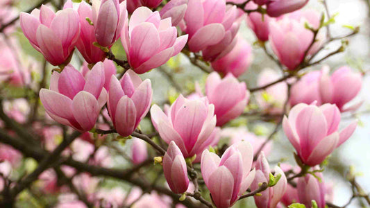 fleur de magnolia signification spirituelle