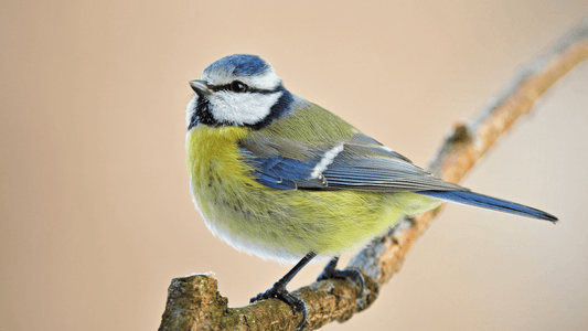 Mésange signification spirituelle