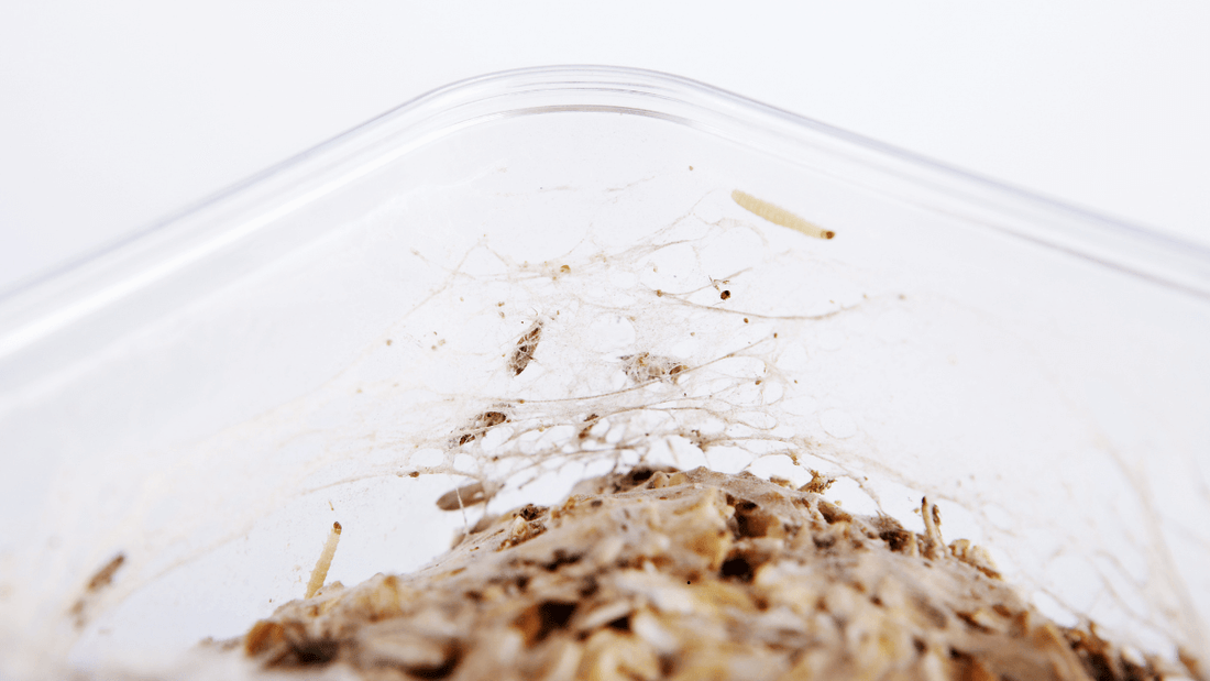 Les mites alimentaires sont-elles plus nombreuses l'été?