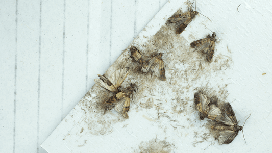 Mites dans la maison signification