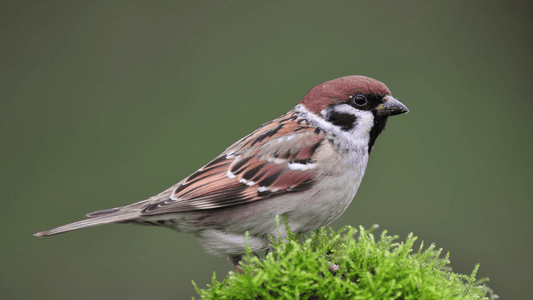 Moineau signification spirituelle