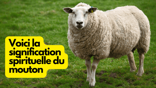 Voici la signification spirituelle du mouton