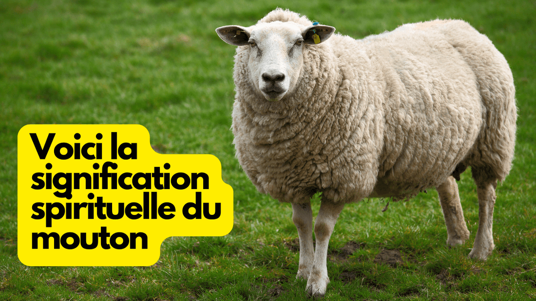 Comment S'appelle Le Cri Du Mouton roselalune.com