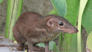 Musaraigne dans la maison signification spirituelle