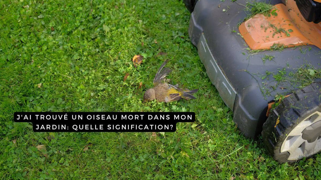 J'ai trouvé un oiseau mort dans mon jardin: quelle signification?