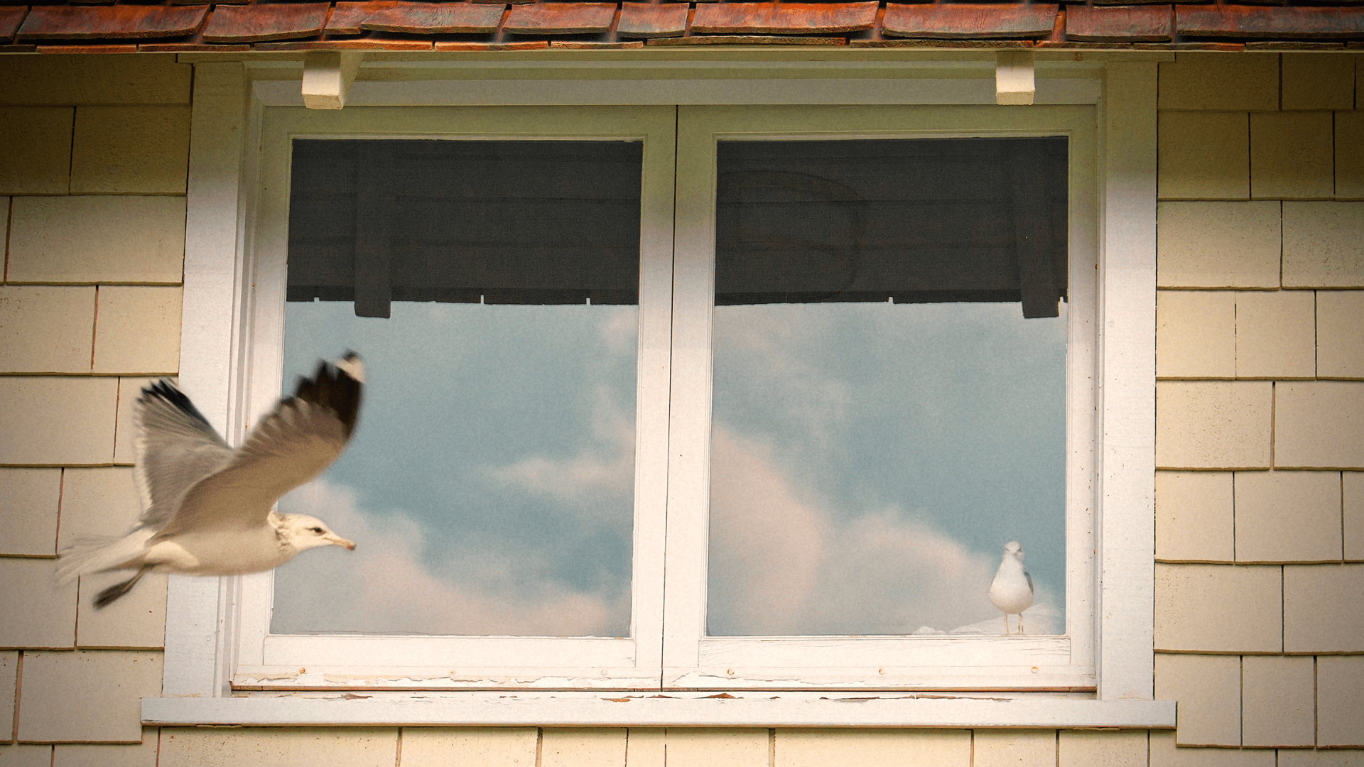 Oiseau Qui Tape Contre La Fenêtre