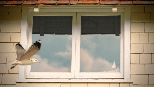 Oiseau qui tape contre la fenêtre signification spirituelle