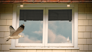 Oiseau qui tape contre la vitre signification spirituelle