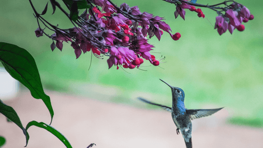 Oiseau signification spirituelle