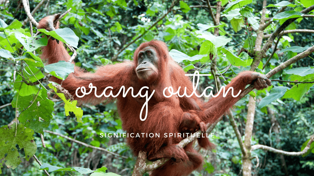 Orang-outan signification spirituelle