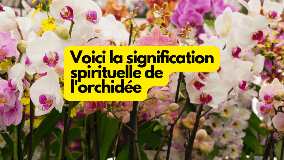Voici la signification spirituelle de l'orchidée