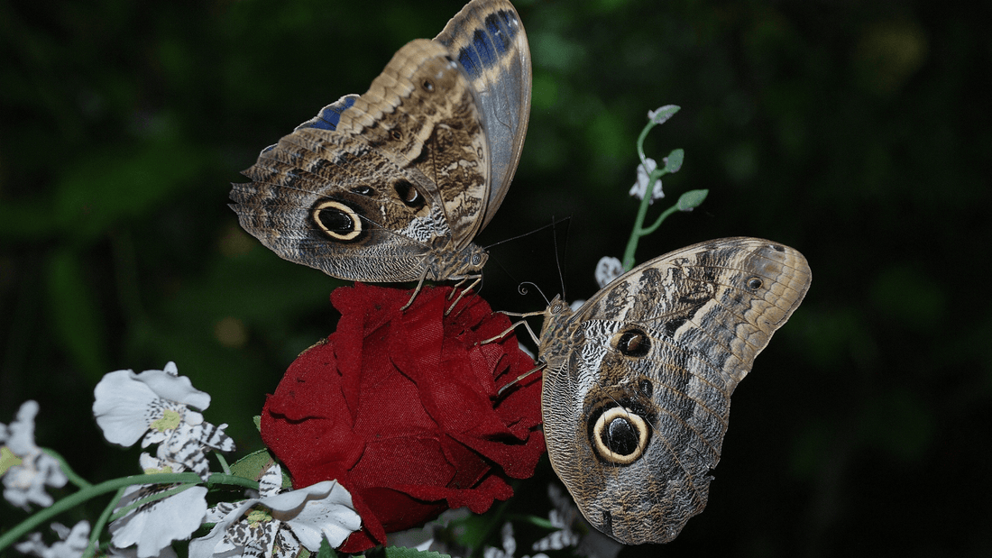 Papillon de nuit dans la maison signification