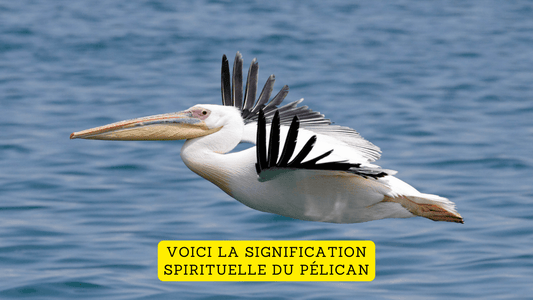 Voici la signification spirituelle du pélican