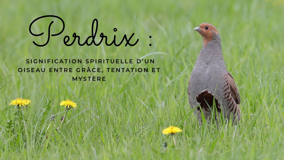 Perdrix signification spirituelle : symbole, message et mystère