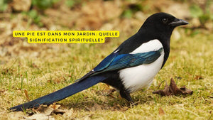 Une pie est dans mon jardin: quelle signification spirituelle?