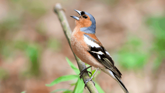 Pinson signification spirituelle