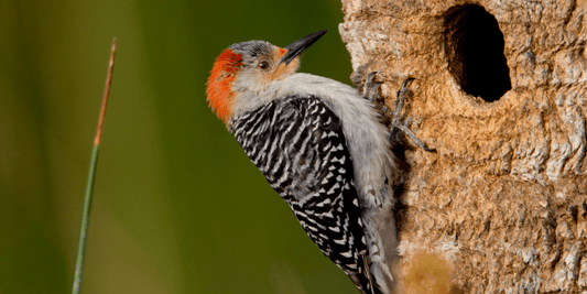 Pivert dans le jardin signification