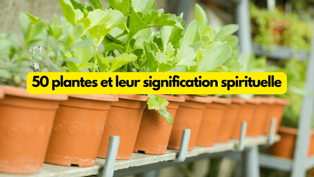 50 plantes et leur signification spirituelle