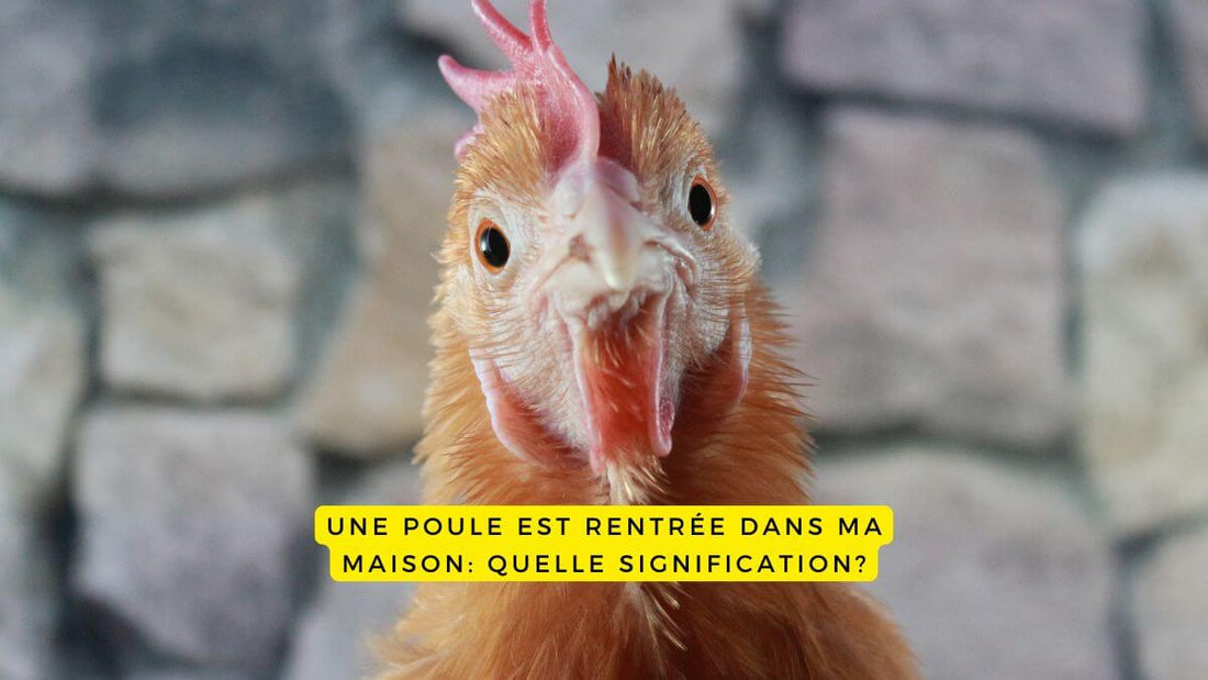 Une poule est rentrée dans ma maison: quelle signification?