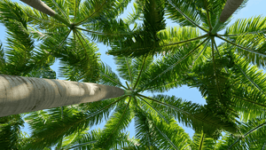 Que faire avec du bois de palmier?