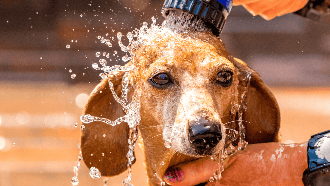 Que faire si vous sentez que votre chien souffre trop de la canicule?