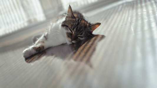 Que faire si vous sentez que votre chat souffre trop de la canicule?