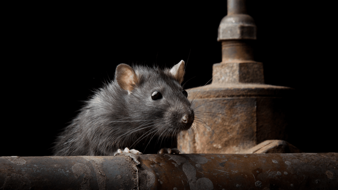 Rat dans la maison signification