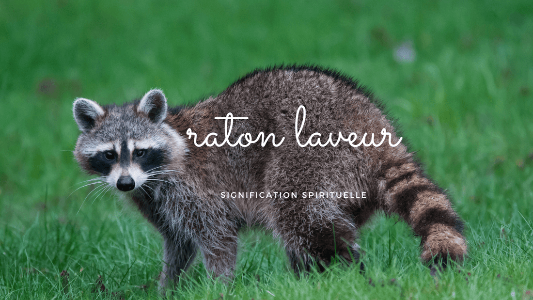 Raton laveur signification spirituelle