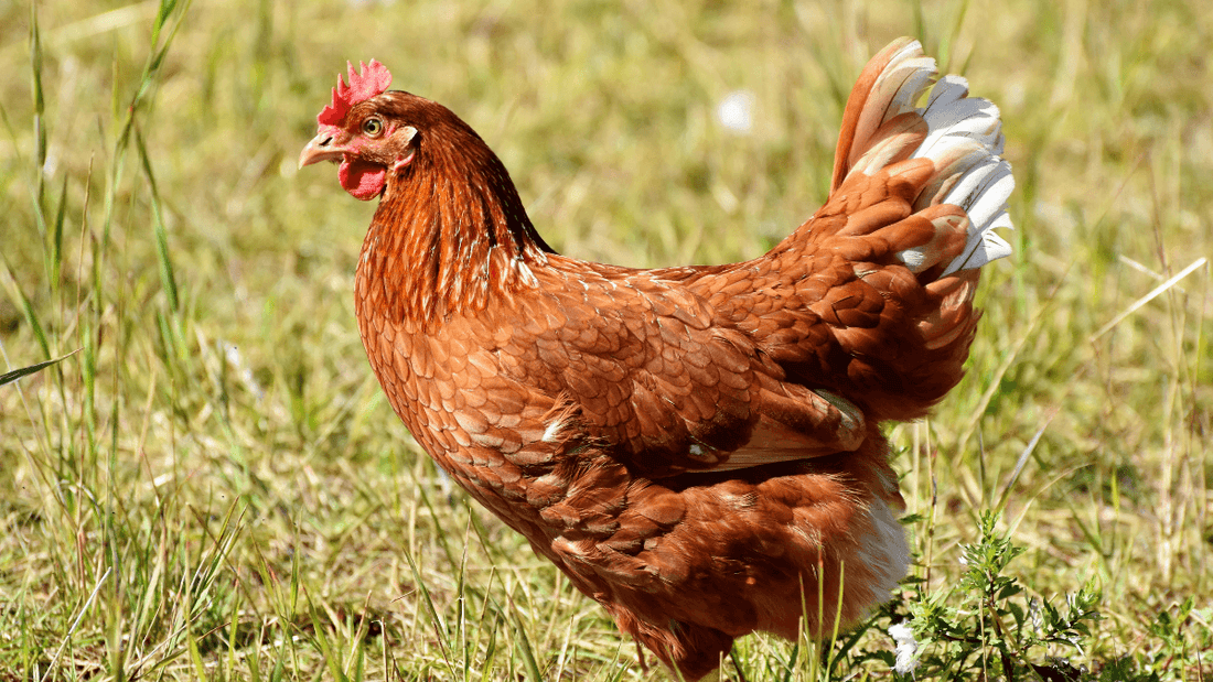 Rêver d'une poule rousse: quelle signification?