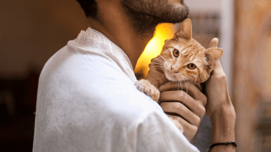 Rever de chat en islam: signification et interpretation