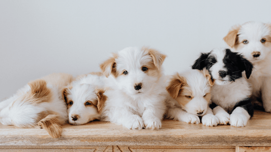 Rêver de chiots: signification et interprétation