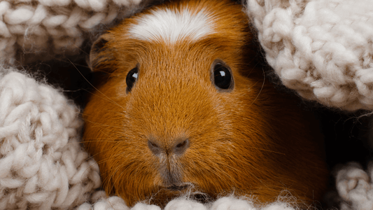 Rêver de cochon d'Inde: quelle signification?