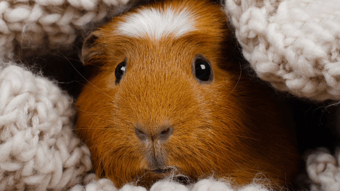 Rêver de cochon d'Inde: quelle signification?